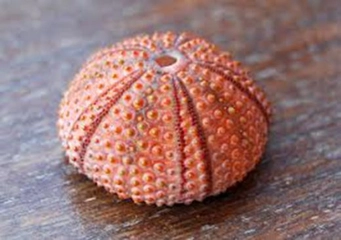 Deniz Kestanesi Kabuğu Nasıl Kırılır?